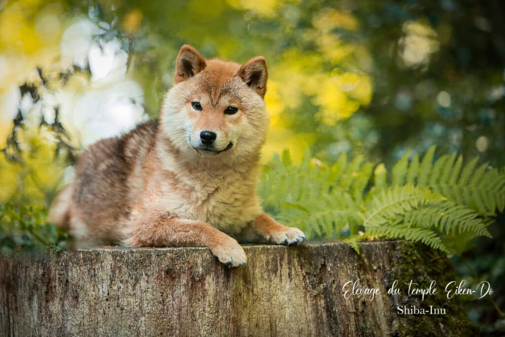 Mila, mère de la portée