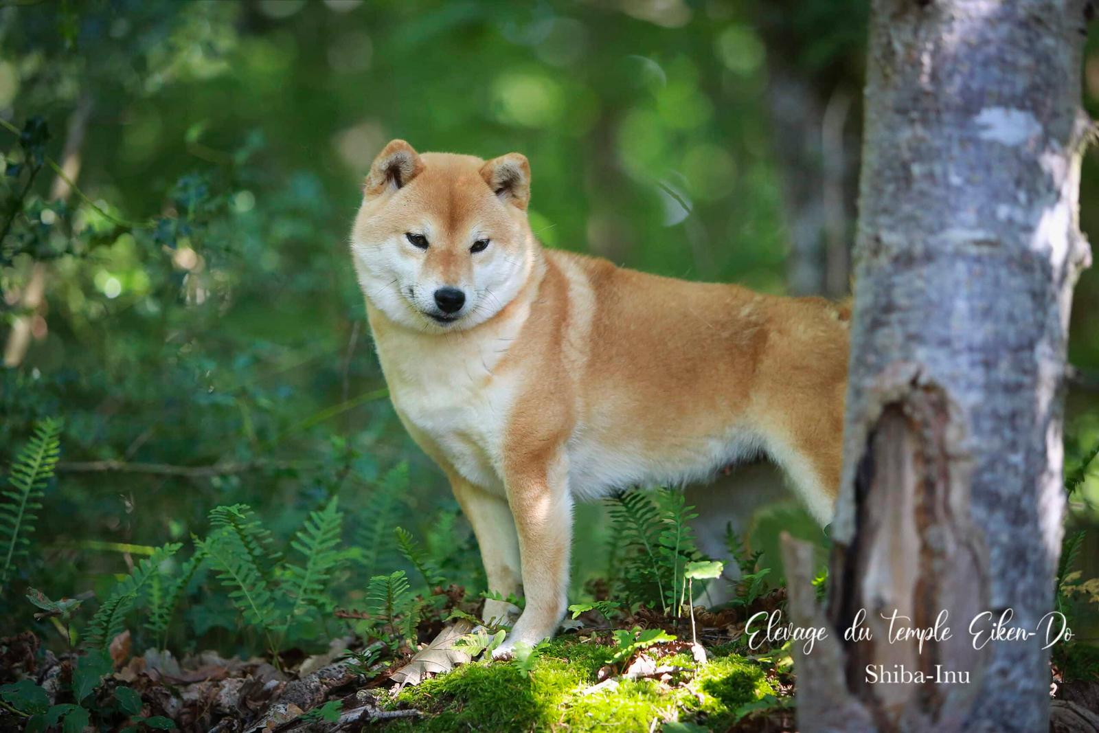 shiba-japon-tsuki