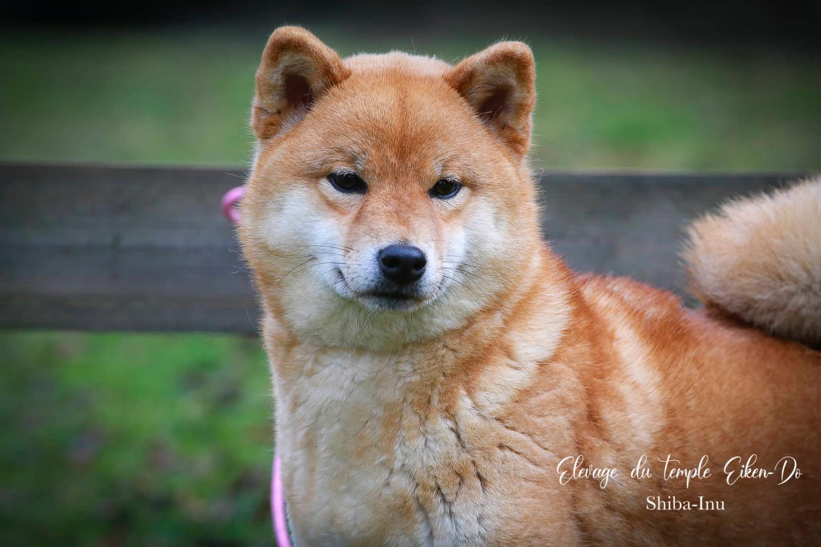 Quel Est Le Prix D Un Chiot Shiba Inu Elevage Shiba Du Temple Eikando