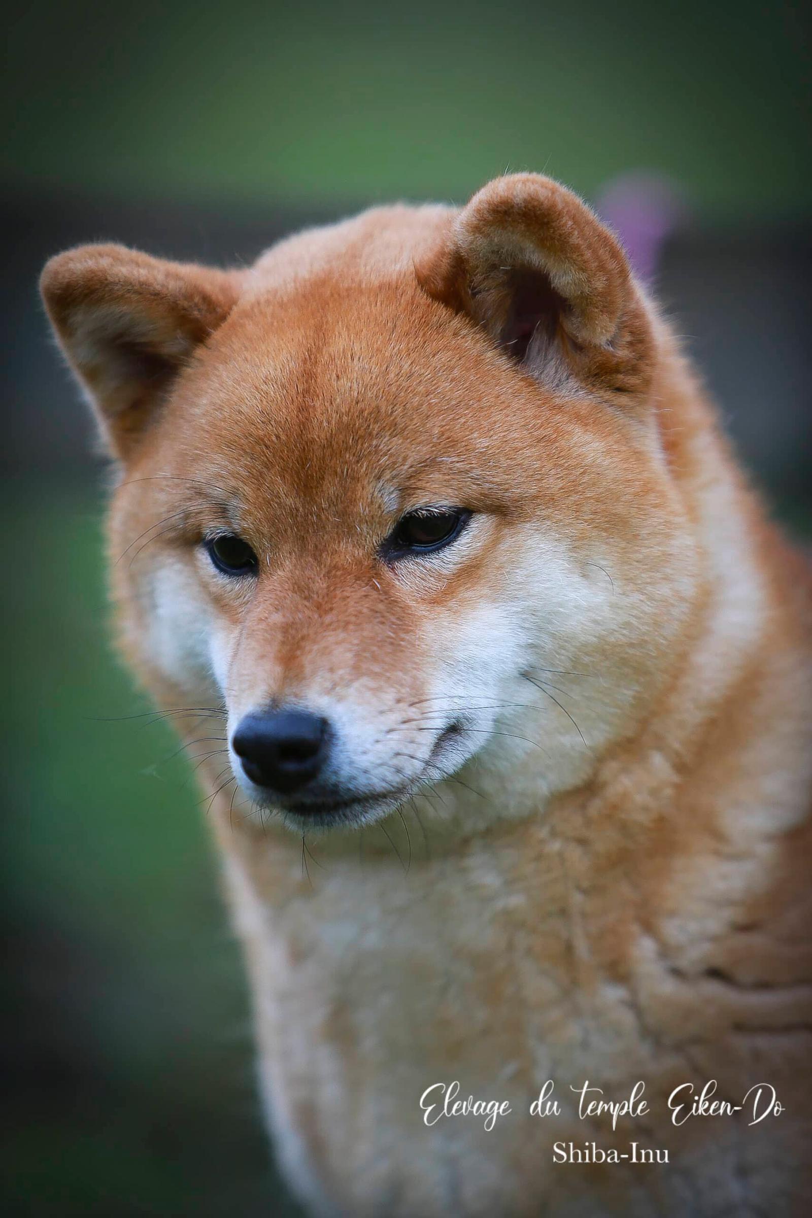 shiba-kyoko-regard