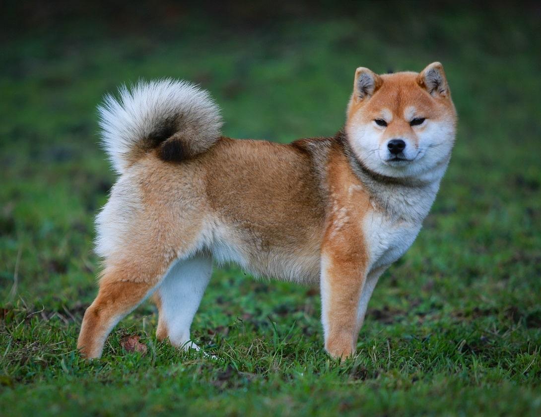 Mâle Shiba Inu