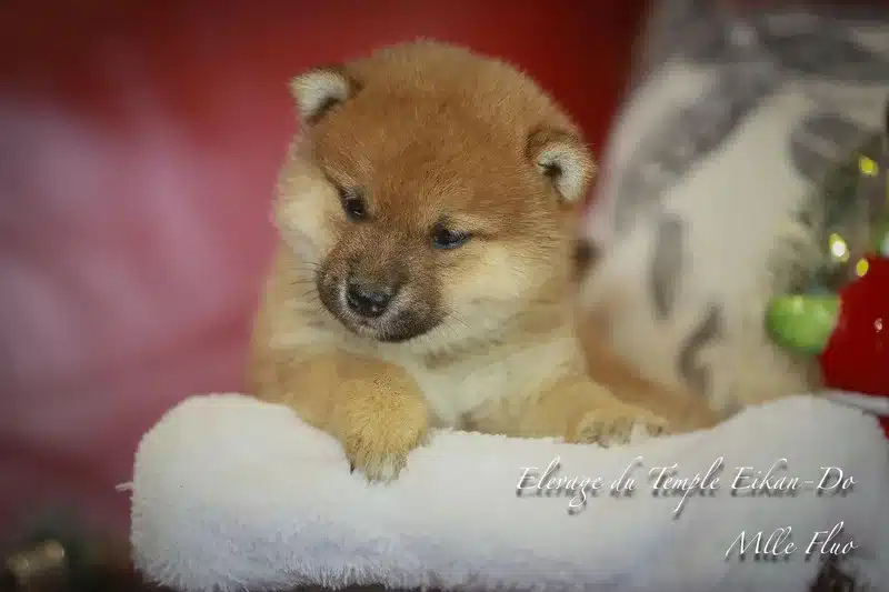 Très jeune chiot Shiba Inu reposant dans un panier