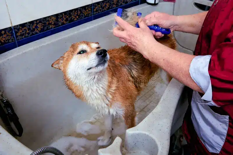 toilettage shiba inu