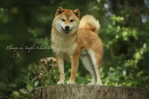 chien japonais
