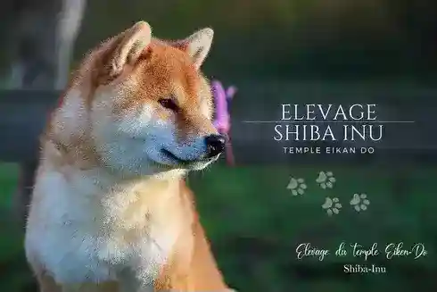 Elevage-shiba-inu