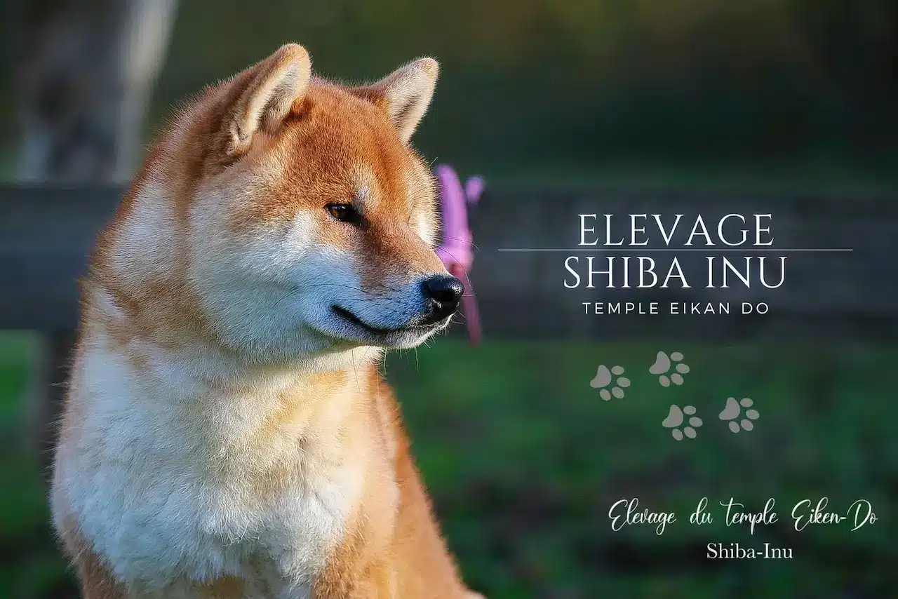 élevage shiba inu