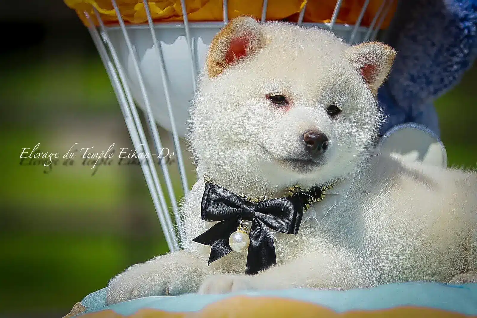 Shiba Inu adulte élevé au Temple Eikan Do dans un sous-bois