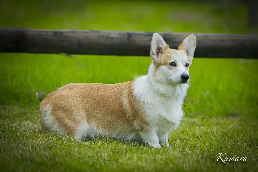 welsh corgi pembroke