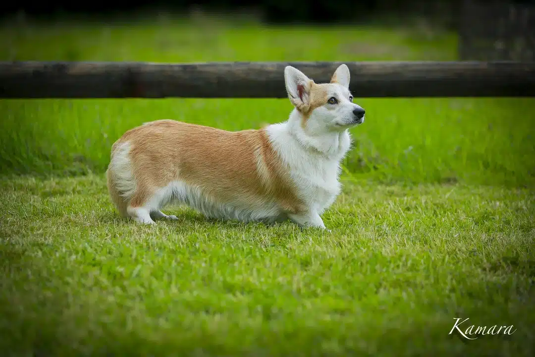 IMG_9360 Femelle corgi