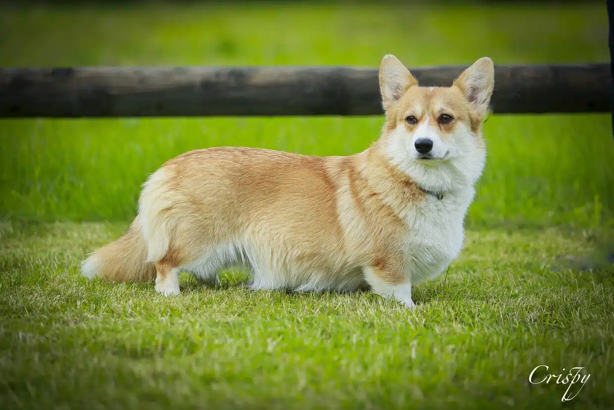 Femelle corgi