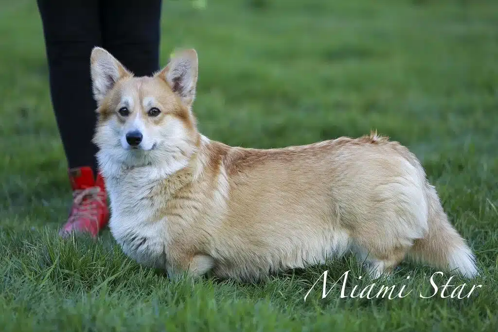 femelle Corgi