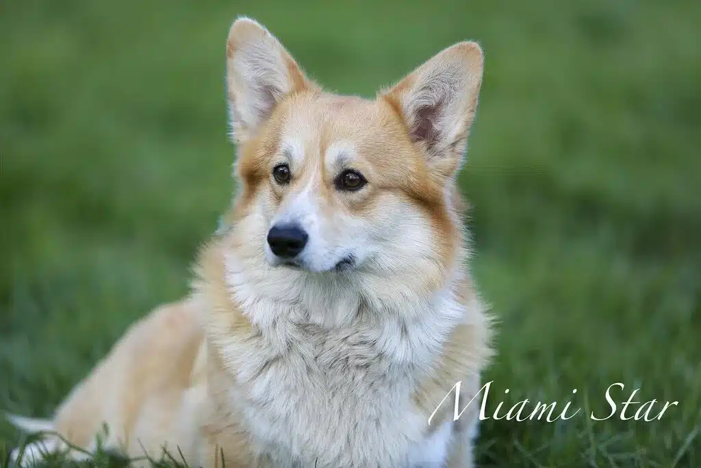 Welsh Corgi Pembroke dans un jardin