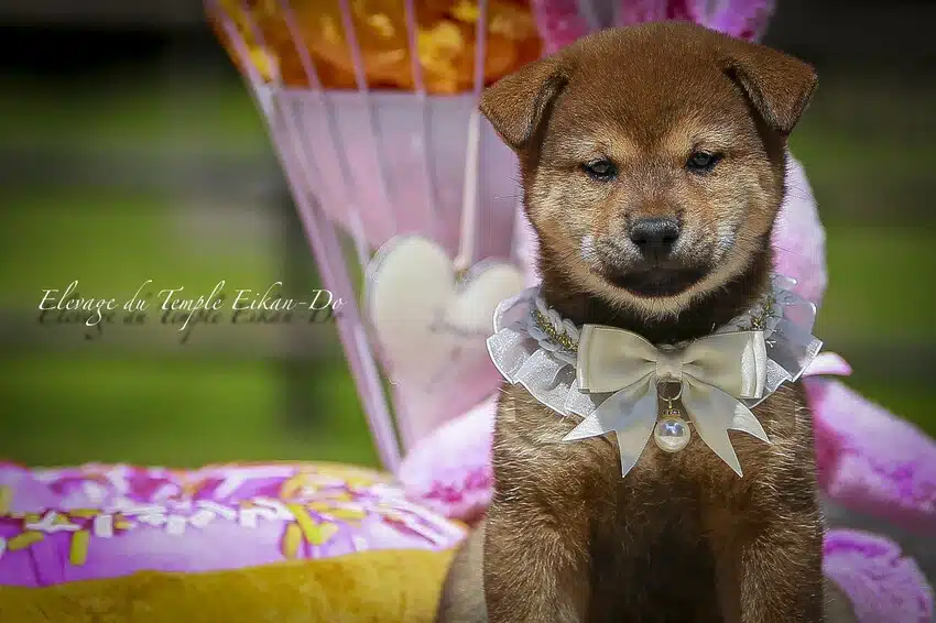 chiot shiba femelle