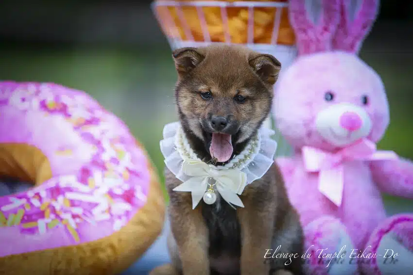 femelle chiot shiba