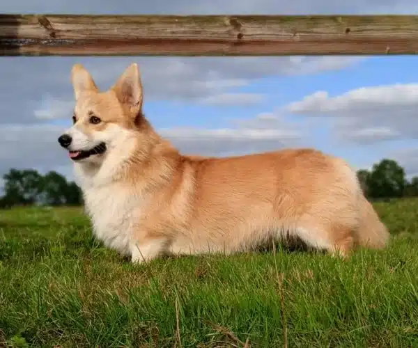 male corgi