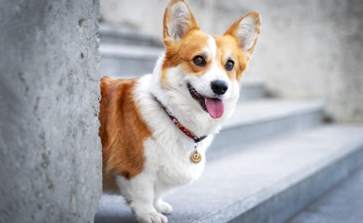 marche corgi