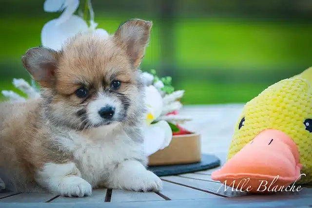 femelle chiot shiba