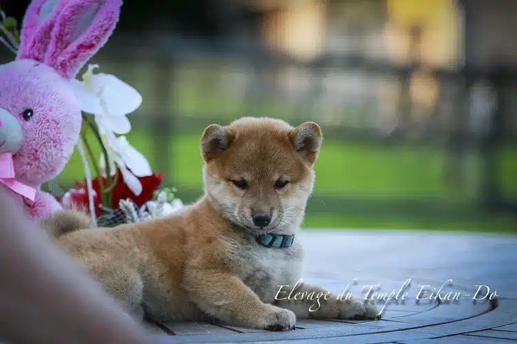 jouet corgi