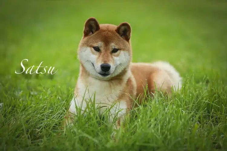 Satsu femelle shiba