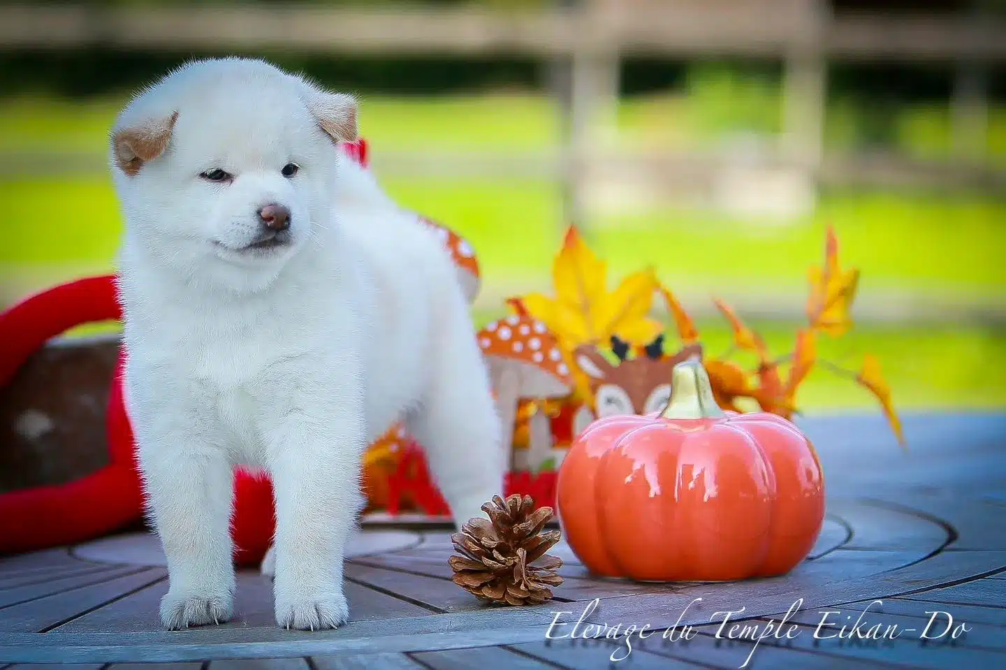 shiba inu blanc