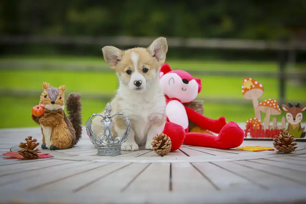 chiot corgi