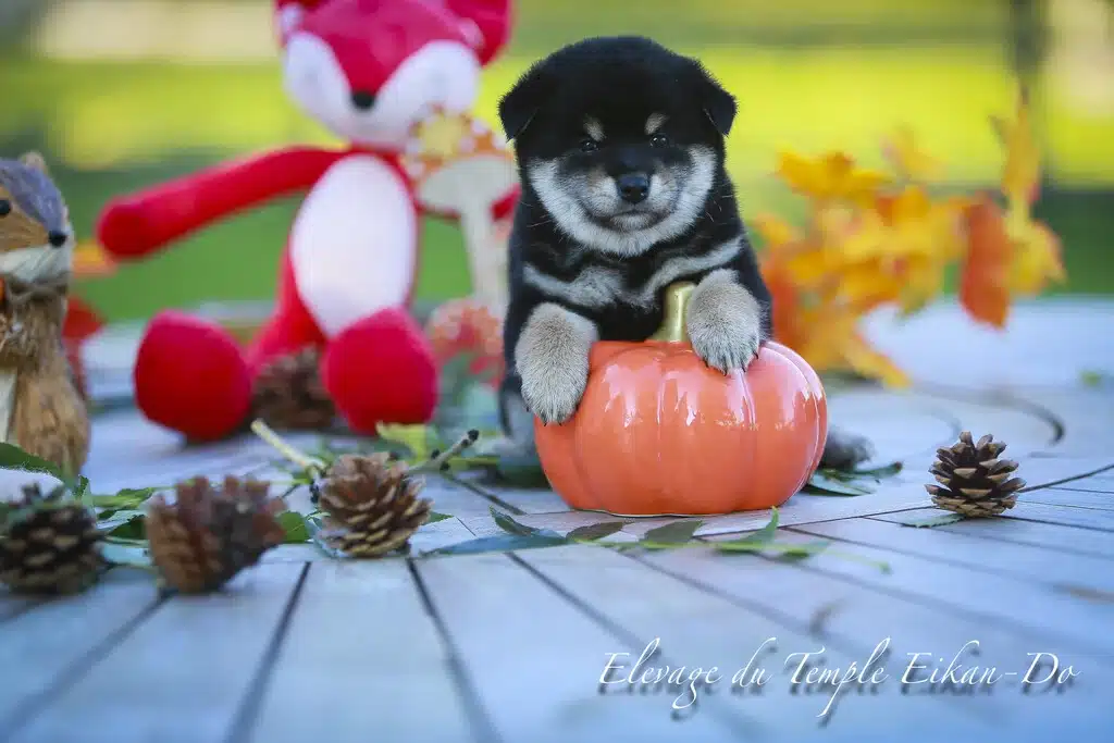 shiba inu black and tan