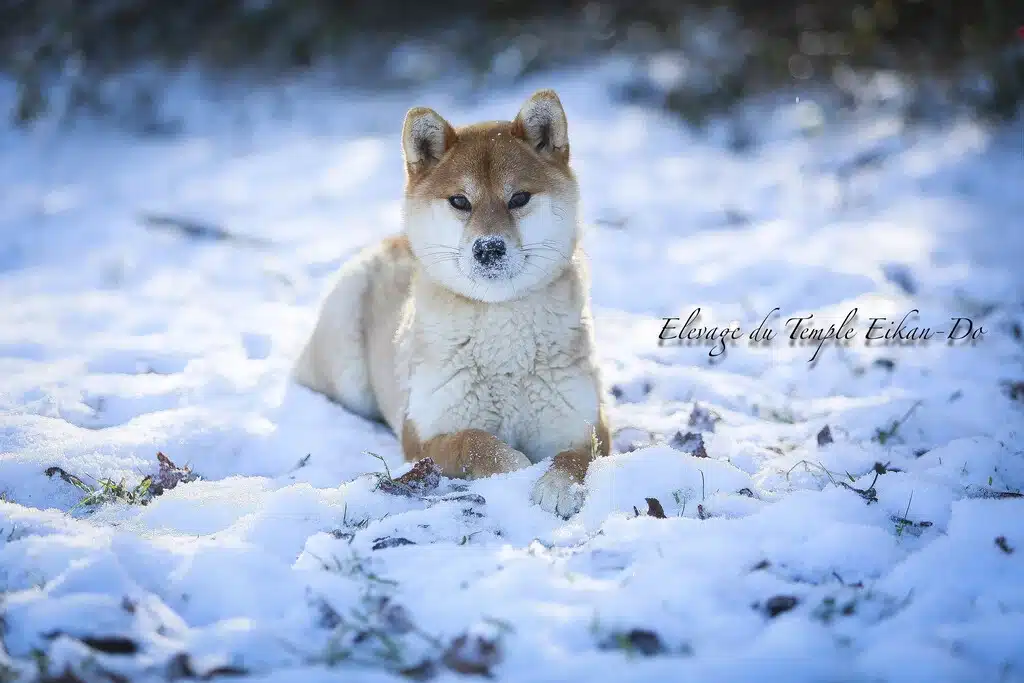 tchai shiba inu