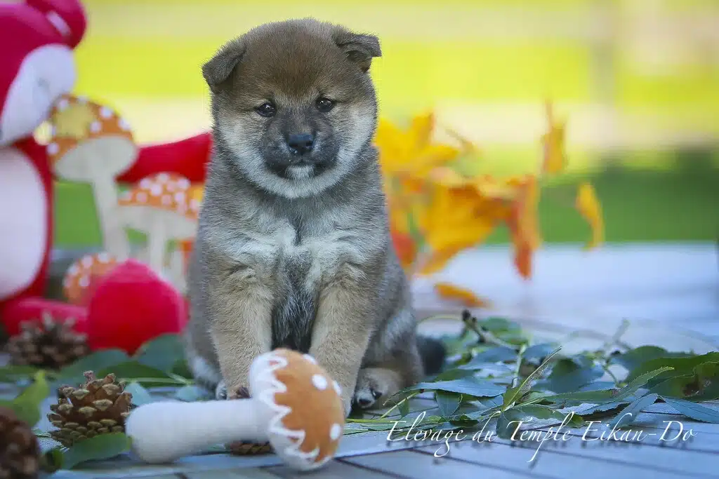 chiot shiba