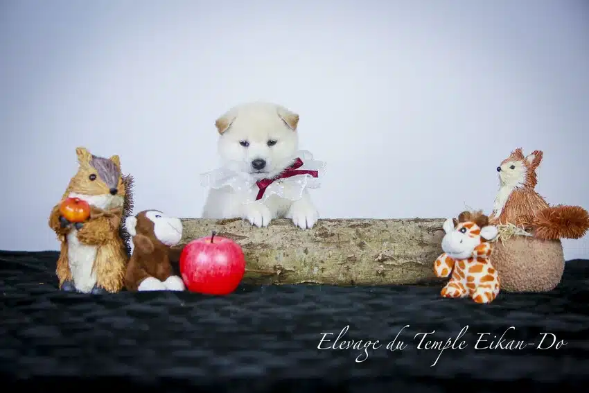 chiot shiba inu suisse D