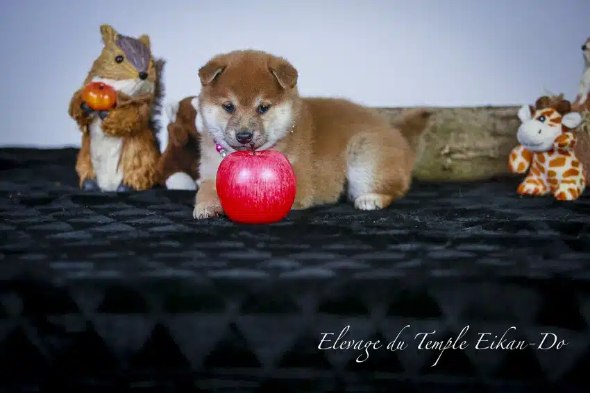 chiot shiba inu suisse D