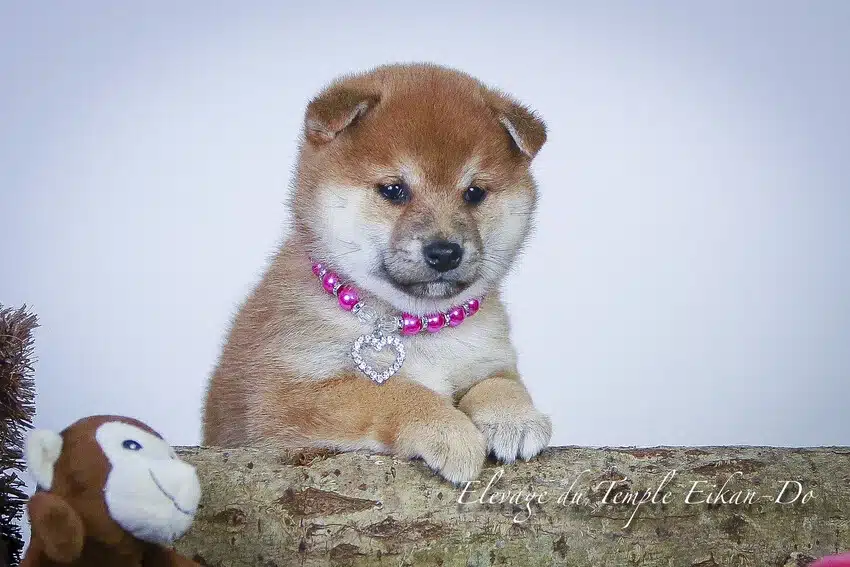 femelle chiot shiba inu poil long