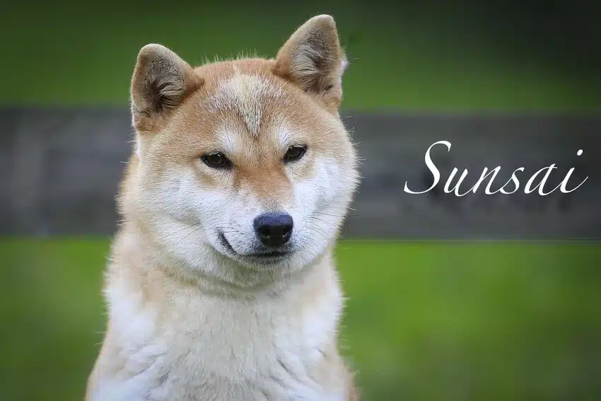 sunsai shiba