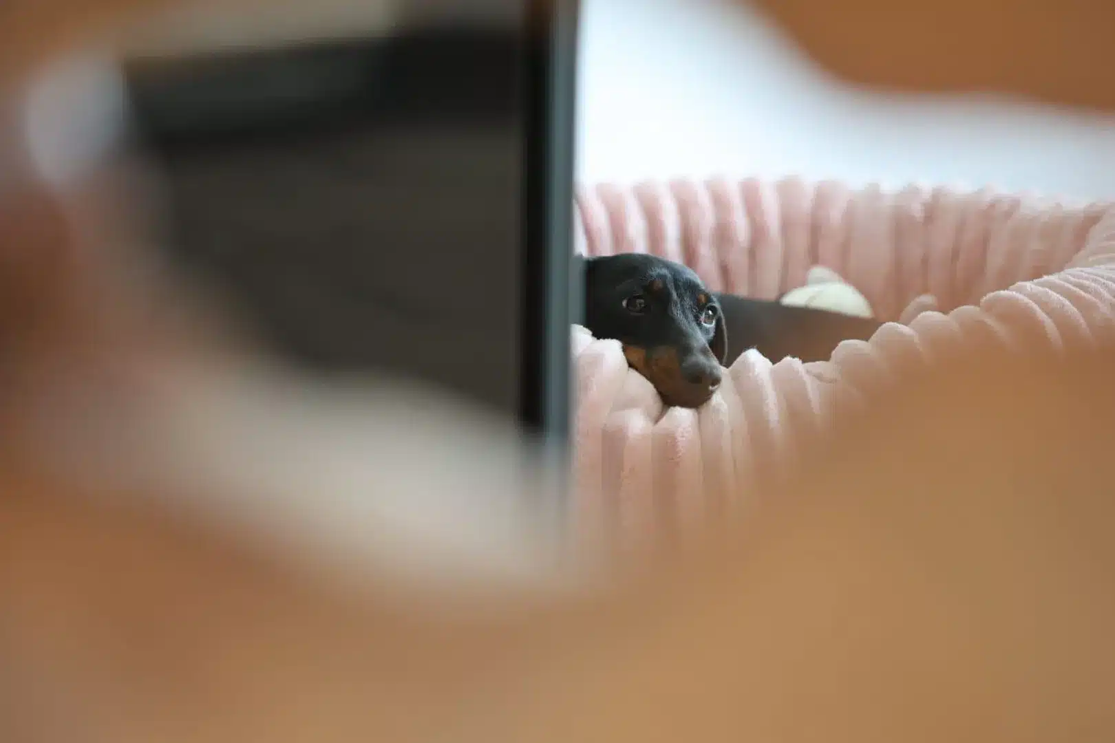 chiot teckel