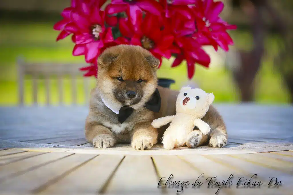 bébé shiba