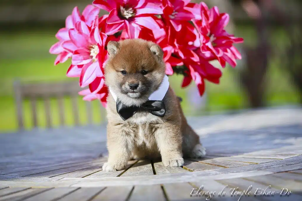 chiot chiba