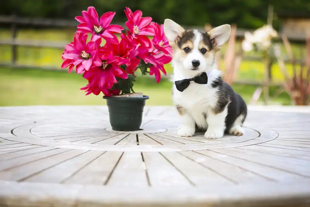 Description ou nom du chiot