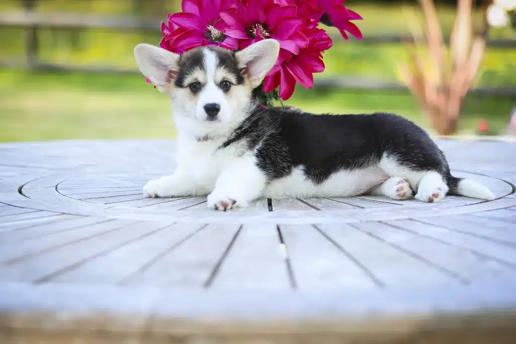 Description ou nom du chiot