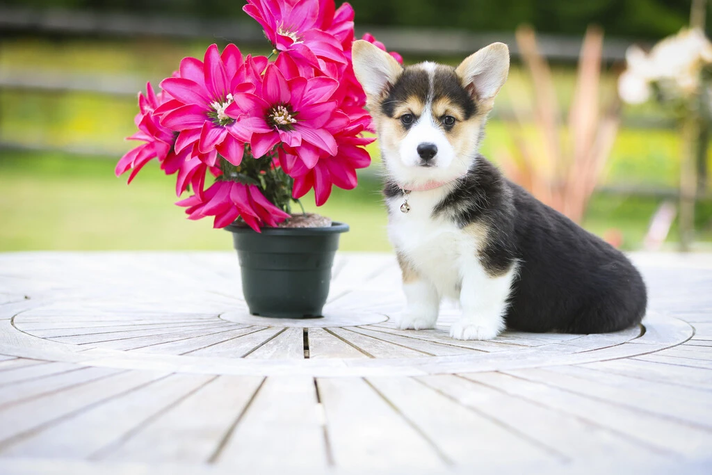 Description ou nom du chiot
