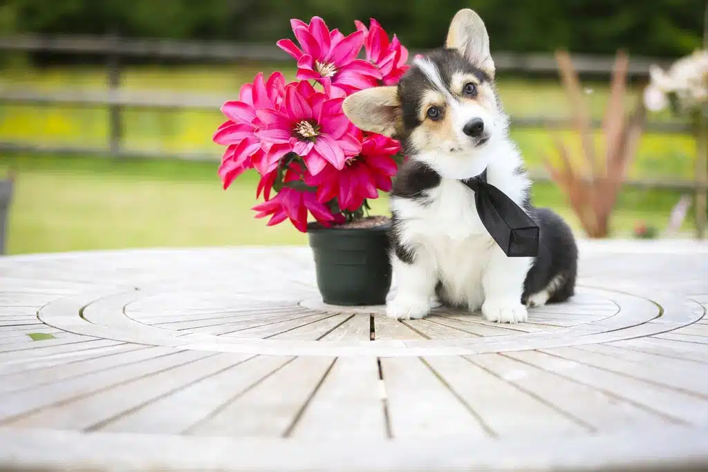 Description ou nom du chiot