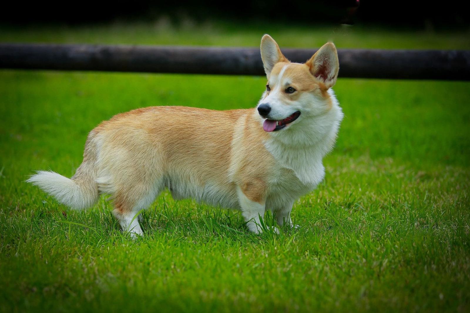 Messenger_creation_05B295CD-95AE-45F0-99A3-965791E9DC9F male corgi