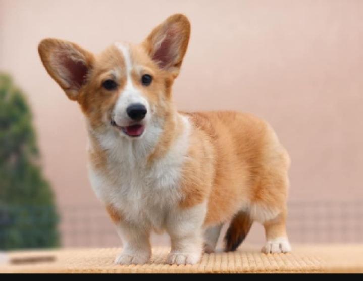Femelle corgi