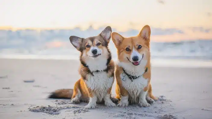 Welsh Corgi Pembroke ou Cardigan