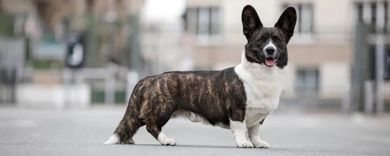 Welsh Corgi Cardigan