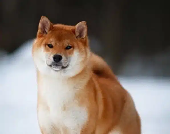 Bikkuri