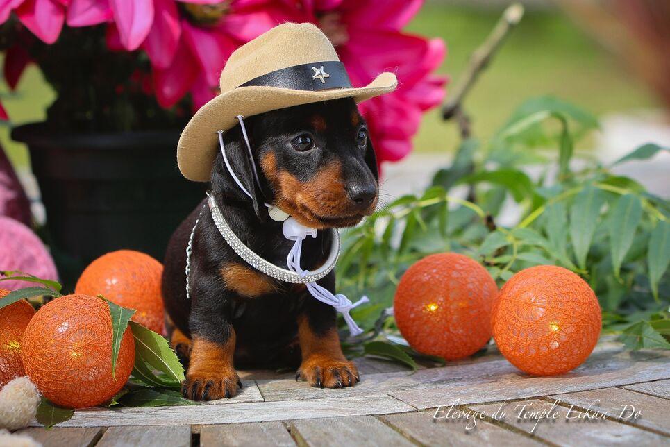 Description ou nom du chiot