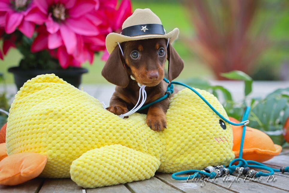 Description ou nom du chiot