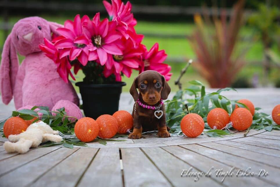 Description ou nom du chiot