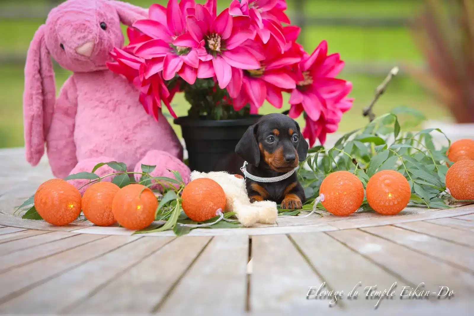 Description ou nom du chiot
