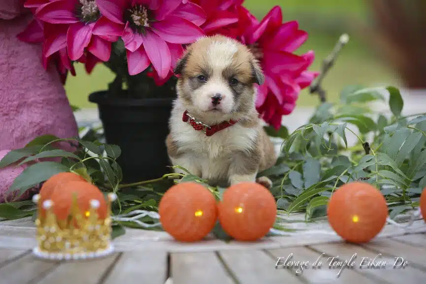 Description ou nom du chiot