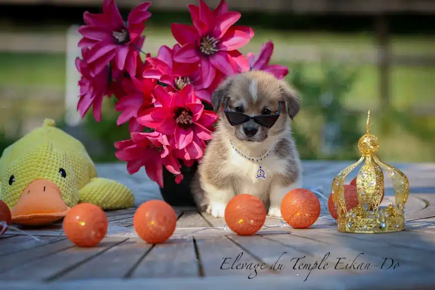 Description ou nom du chiot